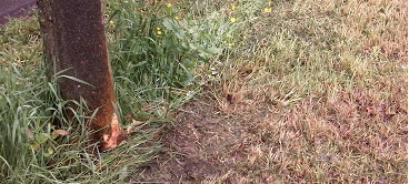 Toezicht op werkzaamheden bij bomen