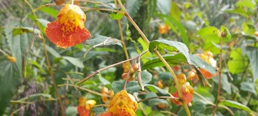 maatregelen rondom flora & fauna zoals controle en inspectie en preventie