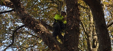 Uitvoering van diverse boomwerkzaamheden zoals snoeien, kappen, aanplanten en zagen