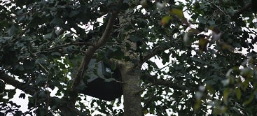 specifieke maatregelen voor roofvogels inzake Natuurwet