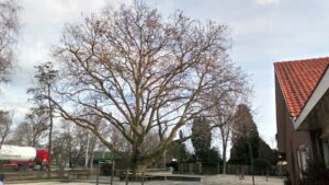 Grote monumentale boom op schoolplein