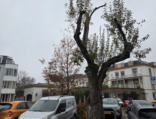 Malus baccata, kersappel 1870